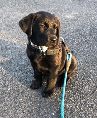 Bonnie, our at the time 3 month old Goldador puppie.